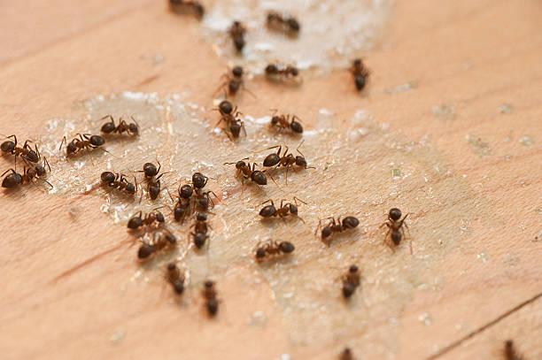 Best Flea Control Services  in Steele, AL