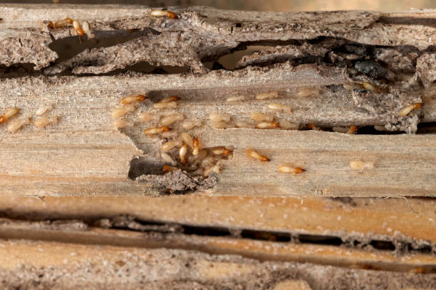 Best Exterminator Services  in Steele, AL