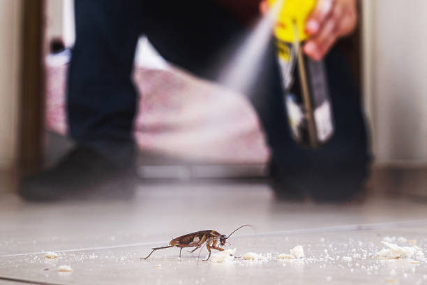 Insect Control in Steele, AL