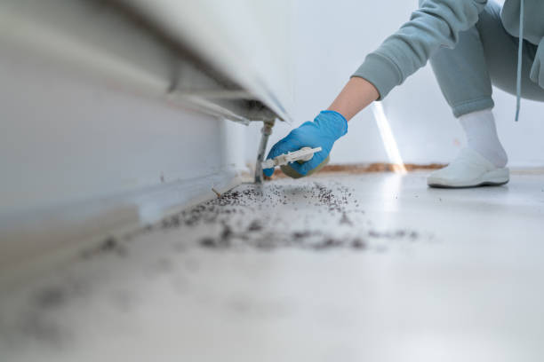 Best Local Pest Control Services  in Steele, AL